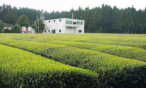 Teefabrik mit Zairai Teefeld